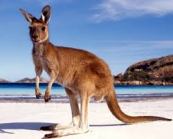 KANGAROO